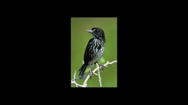 On This Day: June 17, 1987 - The Dusky Seaside Sparrow Becomes Extinct